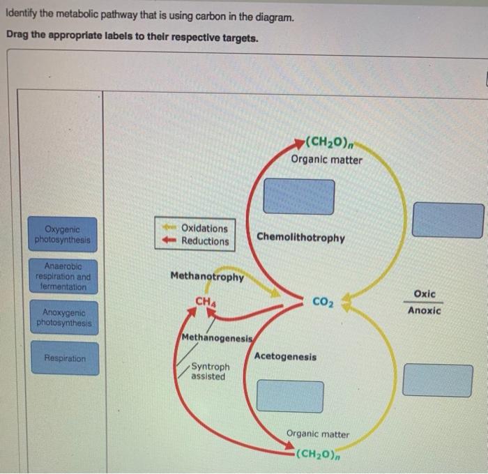 Match the following metabolic steps with the respective pathway: