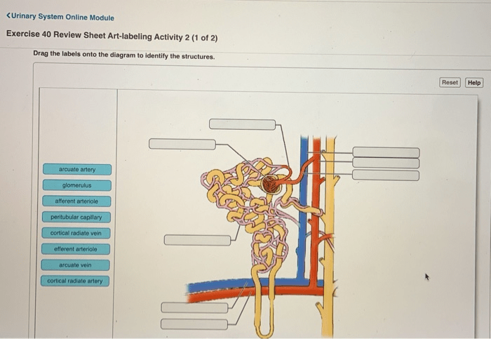 Exercise 40 review sheet art labeling activity 1