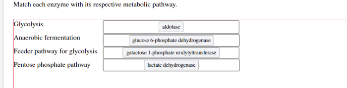 Glucose metabolic converted pathways gln lipids pathway fatty acids dhap glycolysis coa g3p acetyl pyruvate oxaloacetate synthesize citrate glutamate dehydrogenase